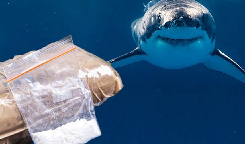 Köpekbalıklarında kokain tespit edildi