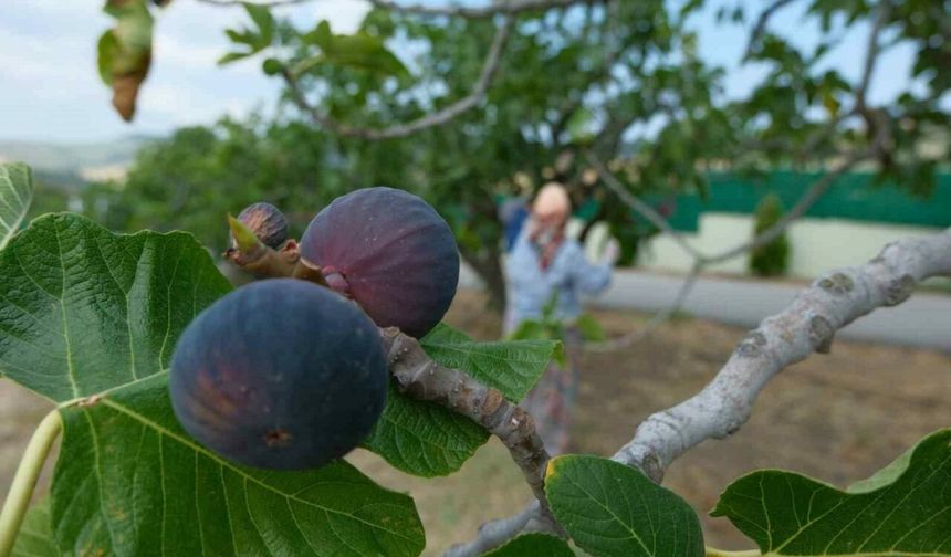 ‘Bursa siyahı’ndan güzel haber