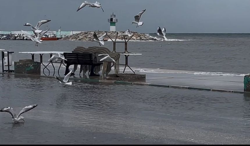 Sular yükseldi, kuşlar balık avladı