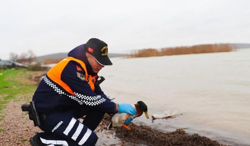 Bursa'da kaçak av operasyonu!