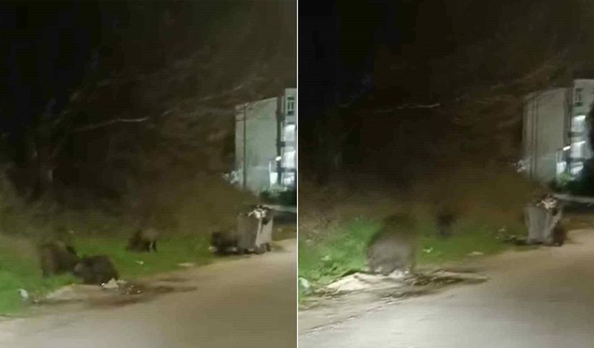 Bursa’da domuzlar şehre indi