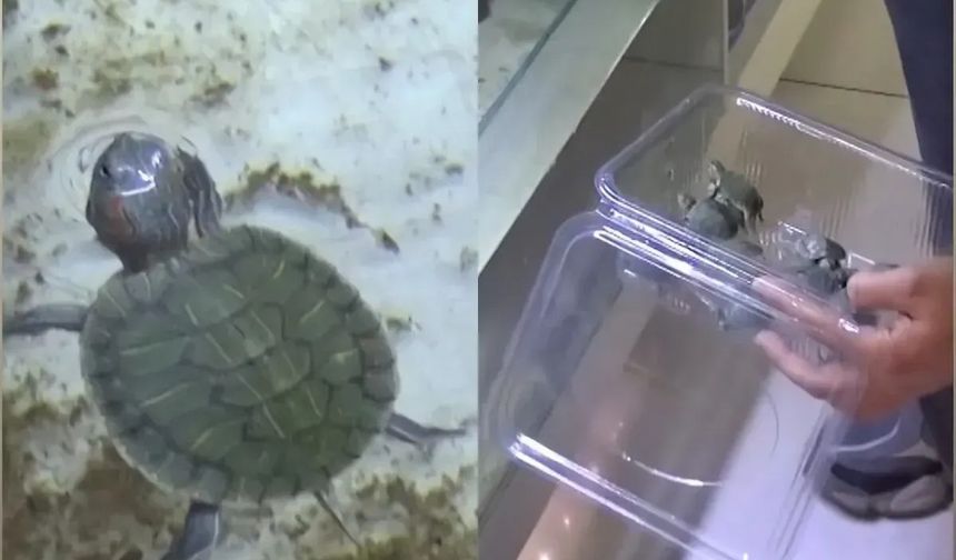 Bursa'da kaplumbağa operasyonu