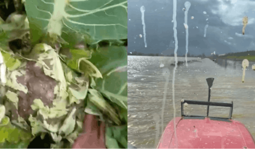 Sağanak yağış tarımı vurdu