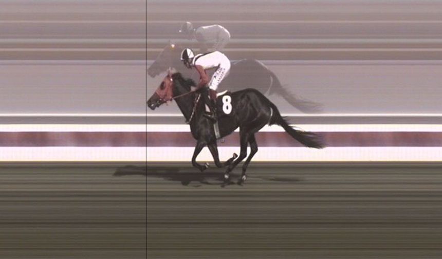 Şampiyon yarış atını kavurma yaptılar!