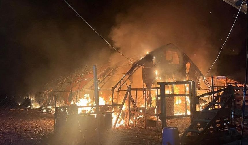 Yangında yüzlerce hayvan telef oldu!