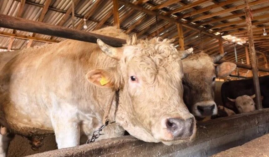 1 tonluk “Paşa” alıcısını bekliyor