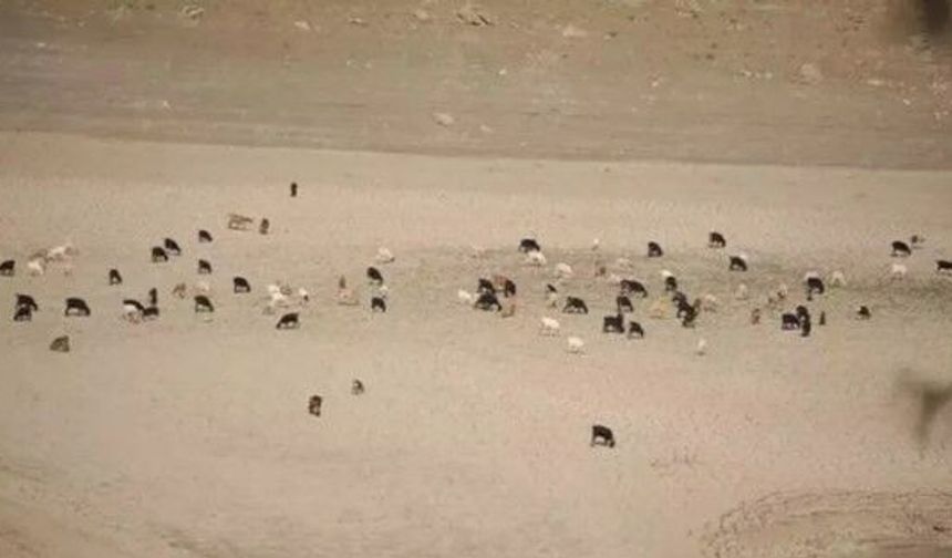 KOYUNLARIN OTLADIĞI BARAJDAN GÜZEL HABER!