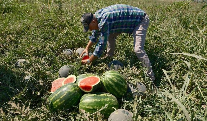 TONLARCASI TARLADA KALDI: 20 MİLYONLUK ZARAR!