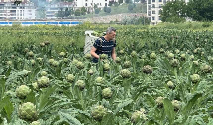 ENGİNARIN YENİ BAŞKENTİ BURSA OLUYOR