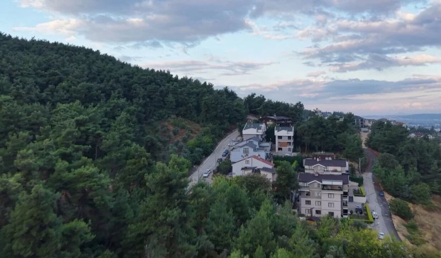 BURSA'DA AYI ALARMI!
