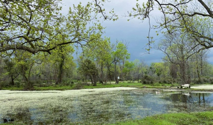 Longoz Ormanı renklendi