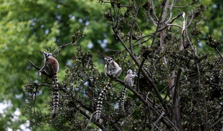 Bursa'da lemur ailesinin sayısı 30'a yükseldi