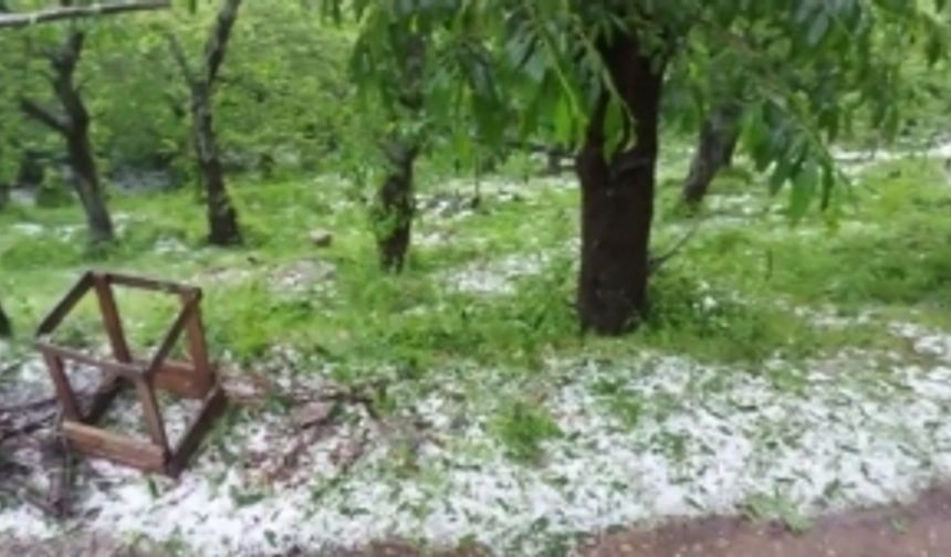 Bursa'da kestane ağaçları doludan zarar gördü