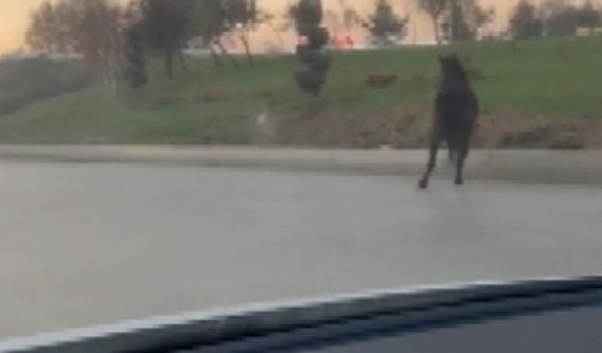 Bursa'da başıboş at anayolda tehlike saçtı