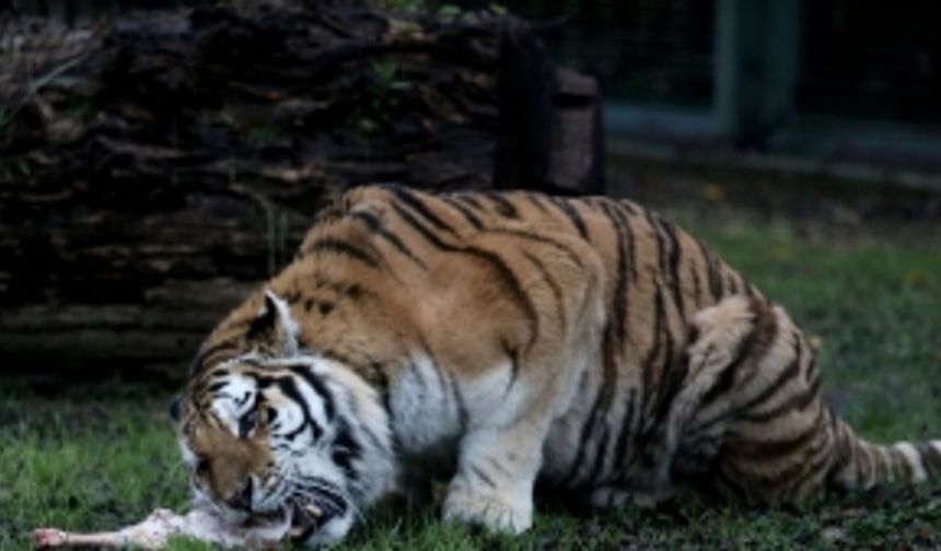 Bursa Zoopark sakinleri doğal ortamlarındaki gibi hayat sürüyor