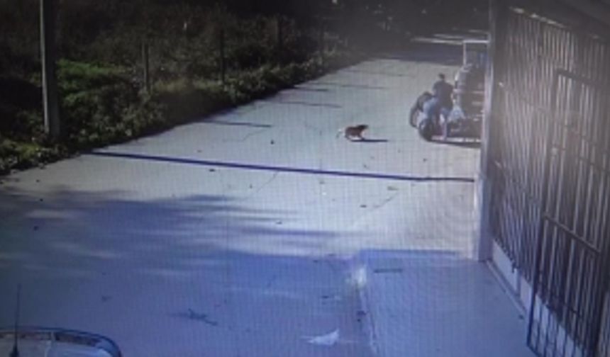 Bursa'da kazanın böylesi! Köpekten kaçarken yol kenarındakilere böyle çarptı