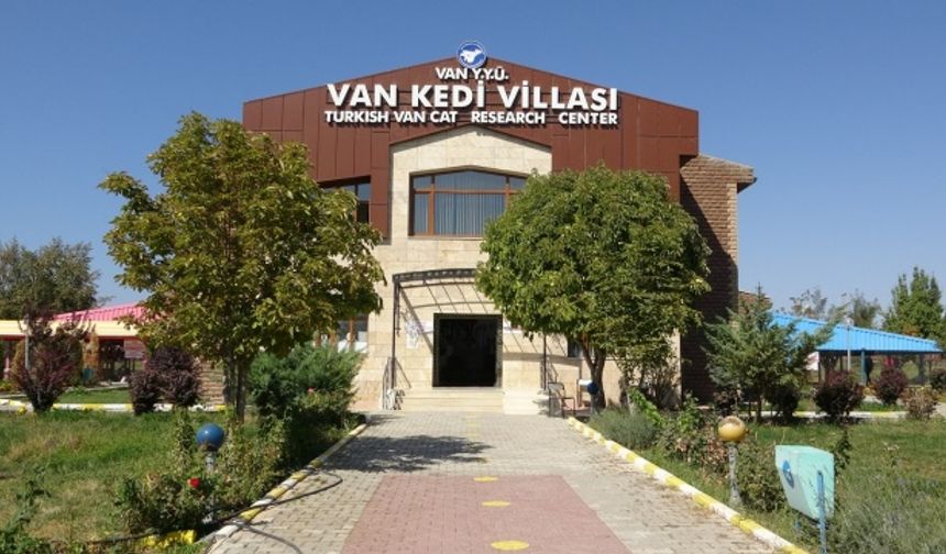 Araştırmaya tepki! 'Van Kedileri saldırgan değildir'