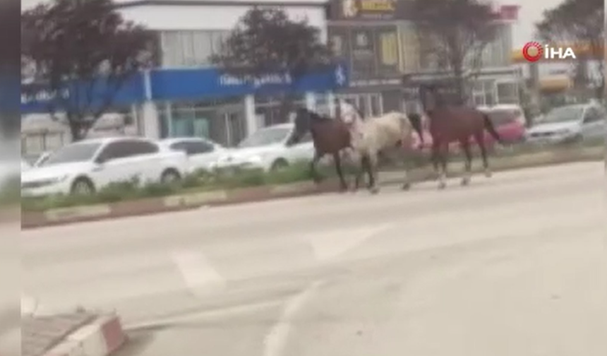 Başıboş atlar karayolunda kazaya davetiye çıkardı