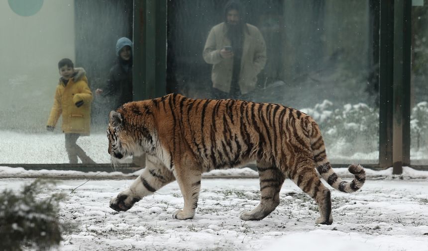 Bursa'da hayvanların kar keyfi! Kartpostallık görüntüler ortaya çktı