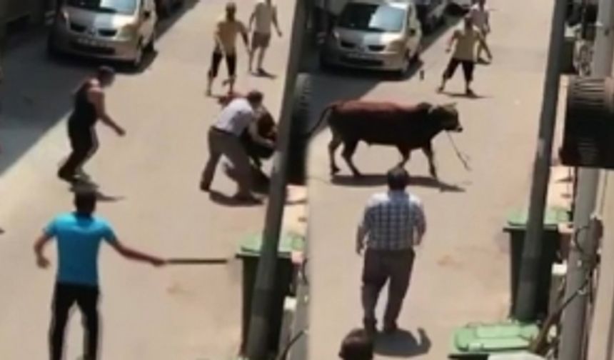 Bursa’da boğa bayram öncesi firar etti! Mahalle sakinini böyle yere serdi