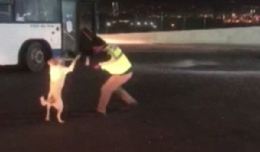 Otobüs şoförünün köpekle yaşadığı eğlenceli anlar kamerada