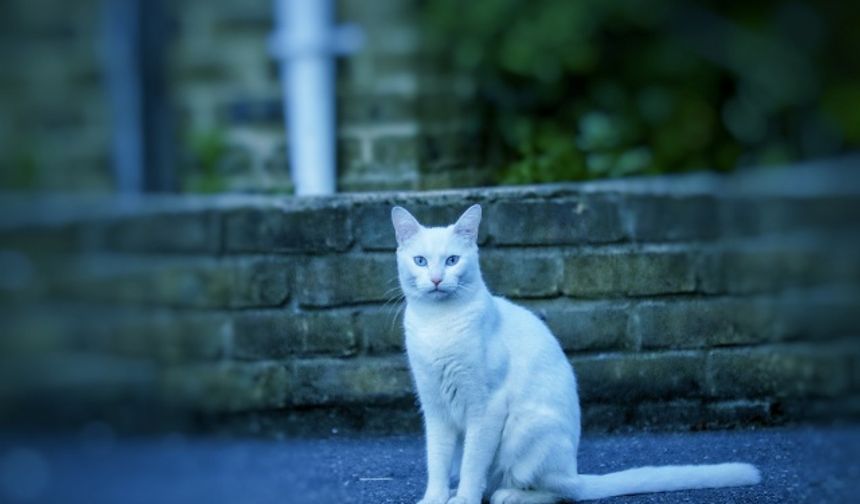 Kedi ırklarıyla ilgili dev araştırma: İşte en saldırganı ve en korkağı...