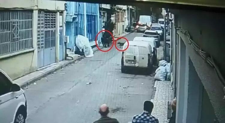 "Pitbull"lu saldırı davasında karar!