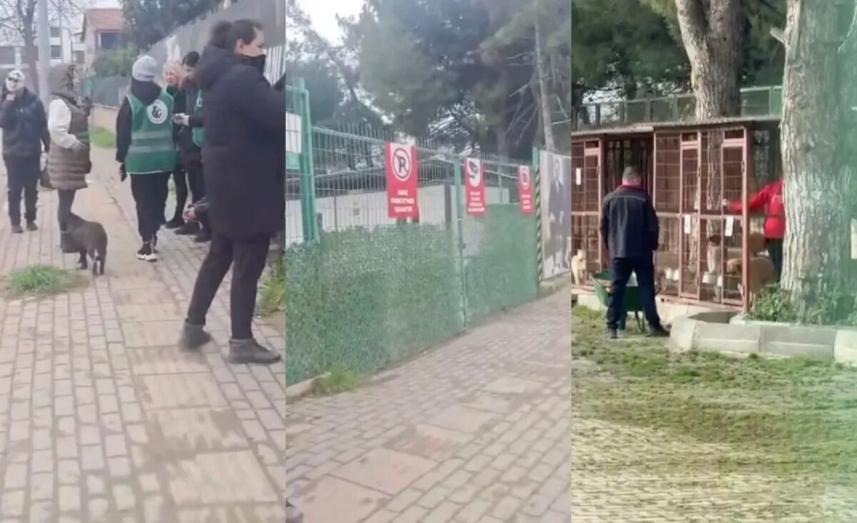 Gemlik'te hayvanseverler harekete geçti!