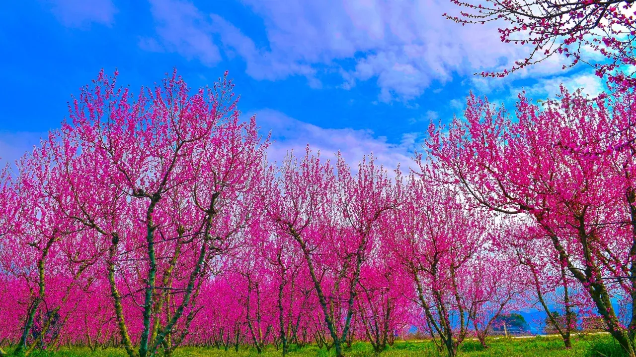Bursa'da bahar şöleni!