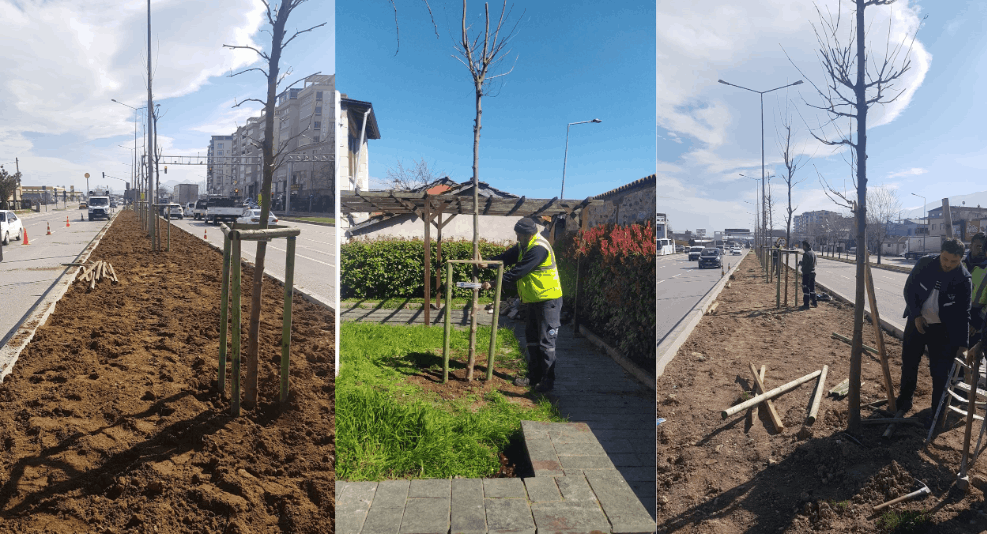 700 çınar geleceğe kök salıyor