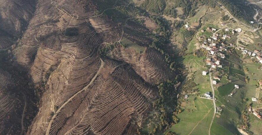 Yanan ormanlar yeniden hayat buldu