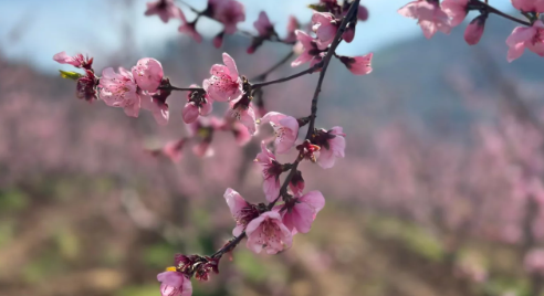 Yangından kurtulan bahçeler baharla renklendi