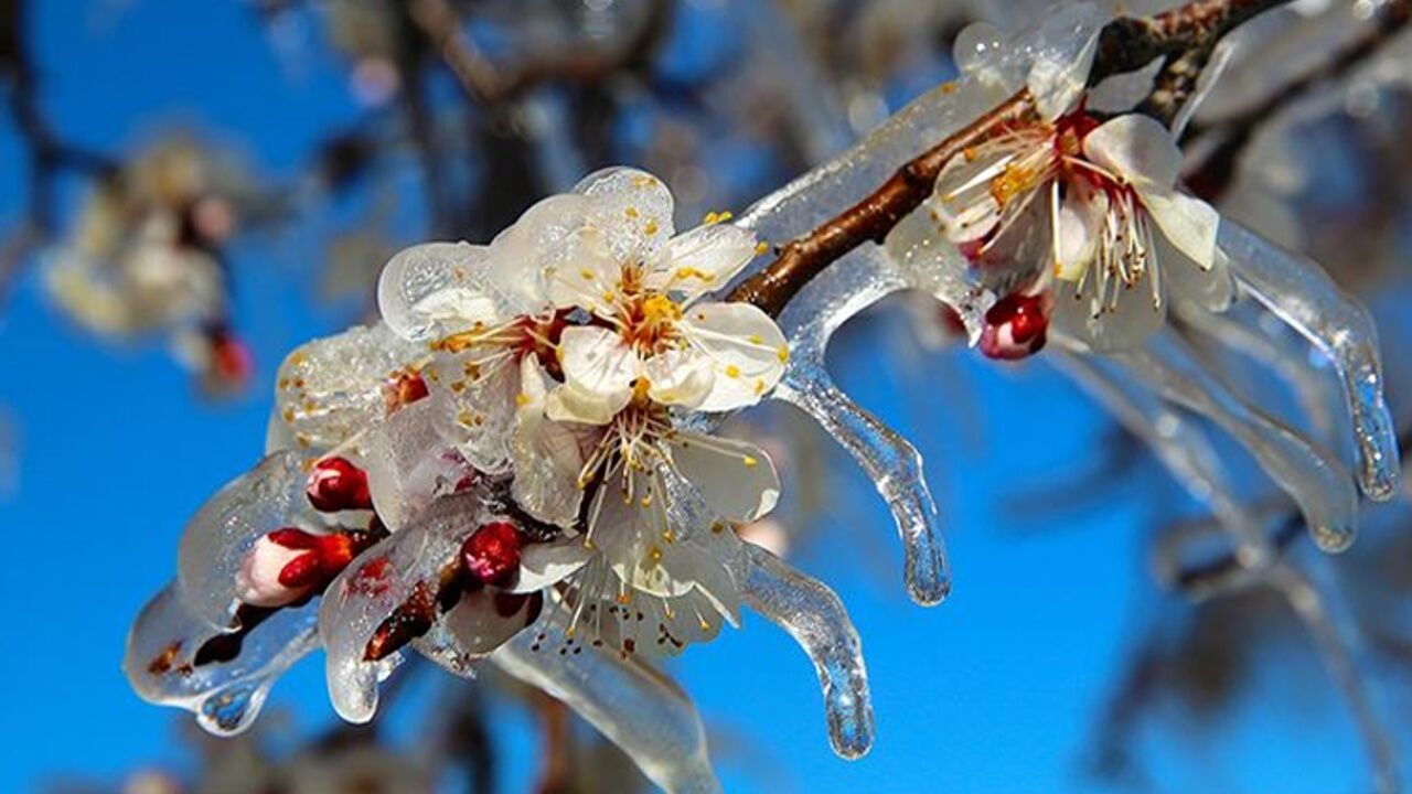 Bursa için zirai don uyarısı!
