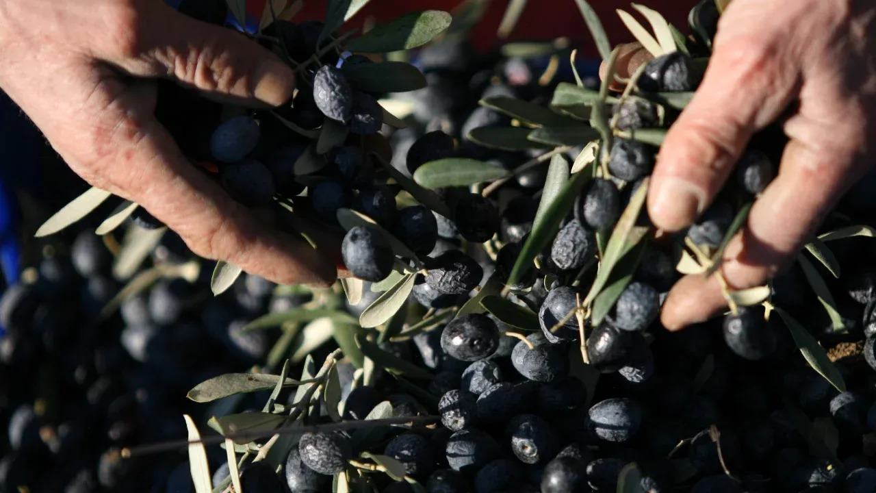 ZEYTİN ÜRETİMİNDE ŞAŞIRTAN SU TÜKETİMİ