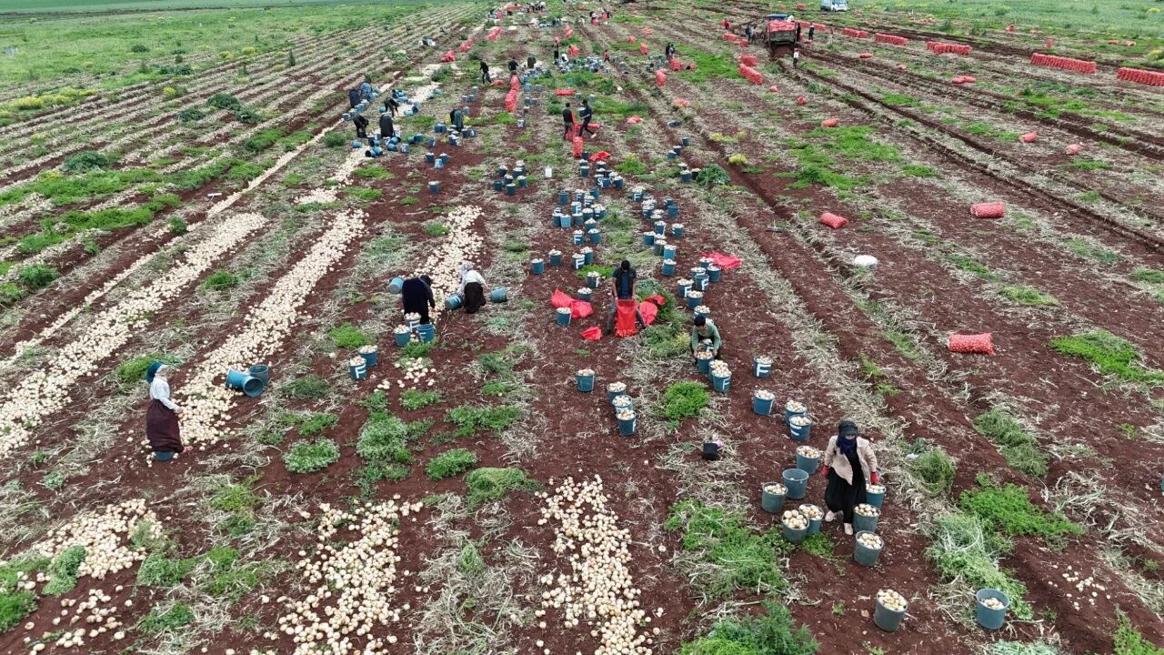 TÜRKİYE SINIRINDAN BURSA'YA HASAT!