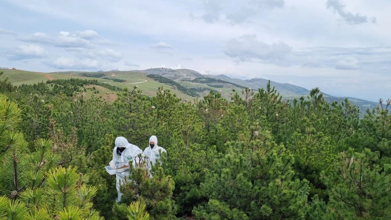ORMANLARI KURTARACAK OPERASYON BAŞLADI!
