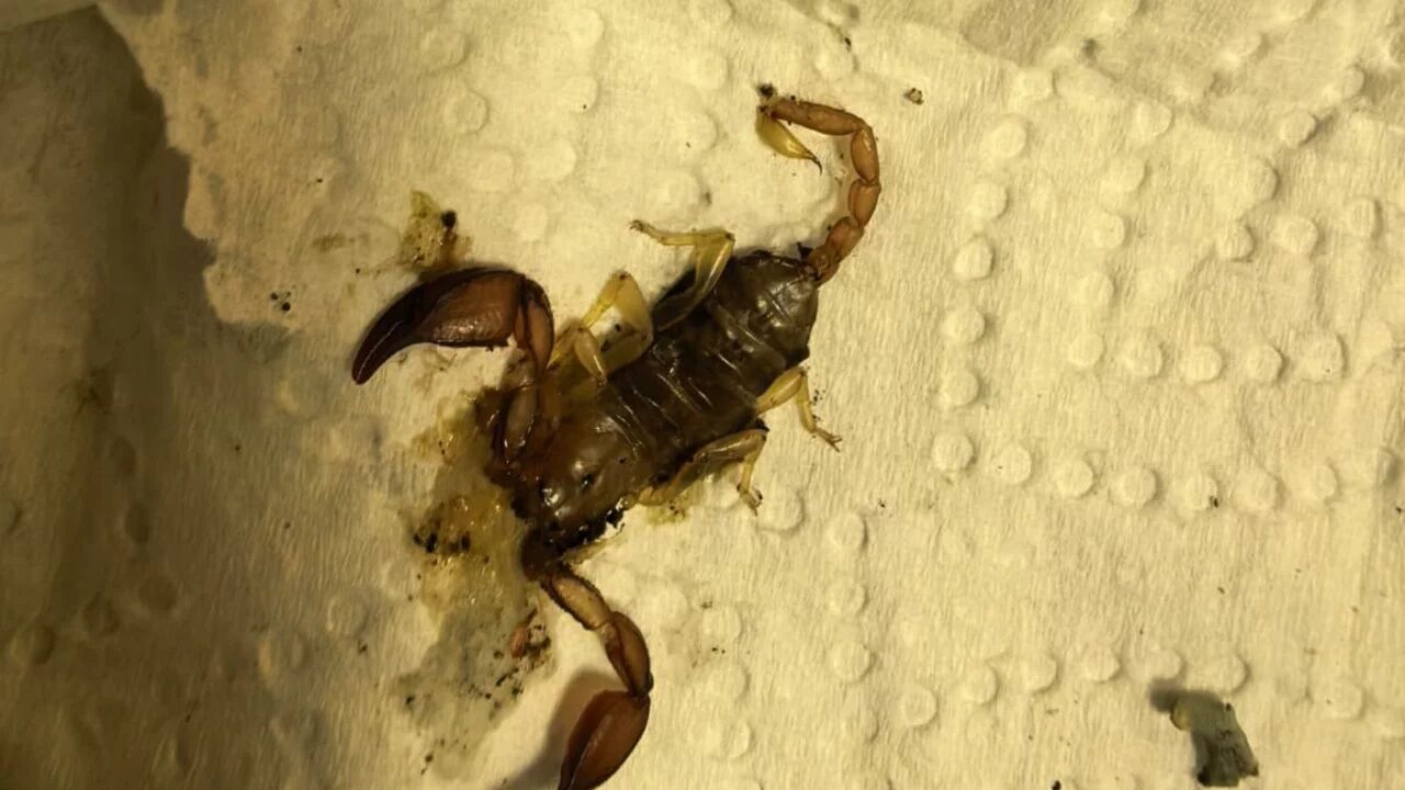 BURSA'DA KADINI EVİNDE AKREP SOKTU!