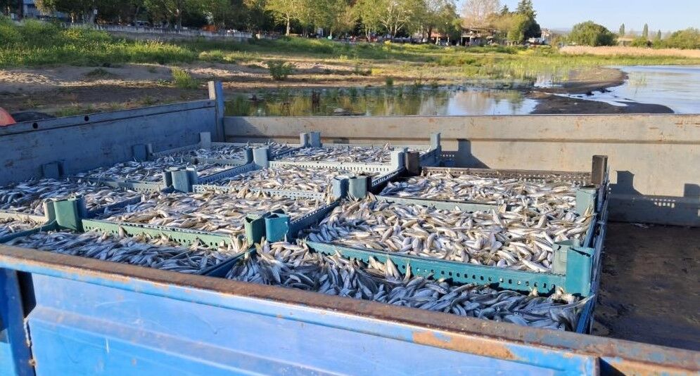 İZNİK GÖLÜ'NDE GÜMÜŞ BALIĞI SEZONU!