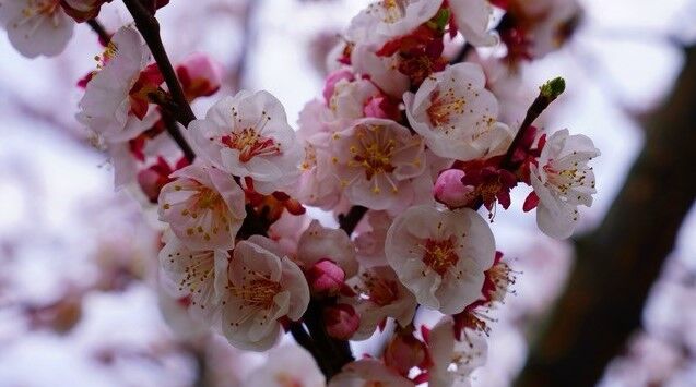 İznik çiçek bahçesine büründü