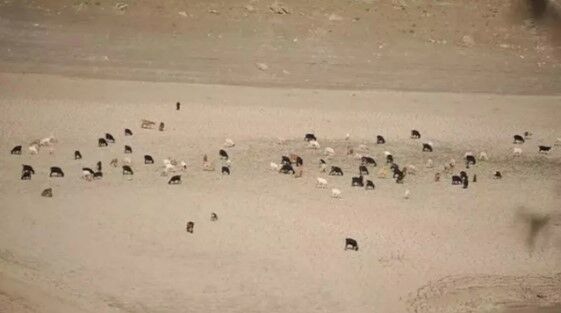 KOYUNLARIN OTLADIĞI BARAJDAN GÜZEL HABER!