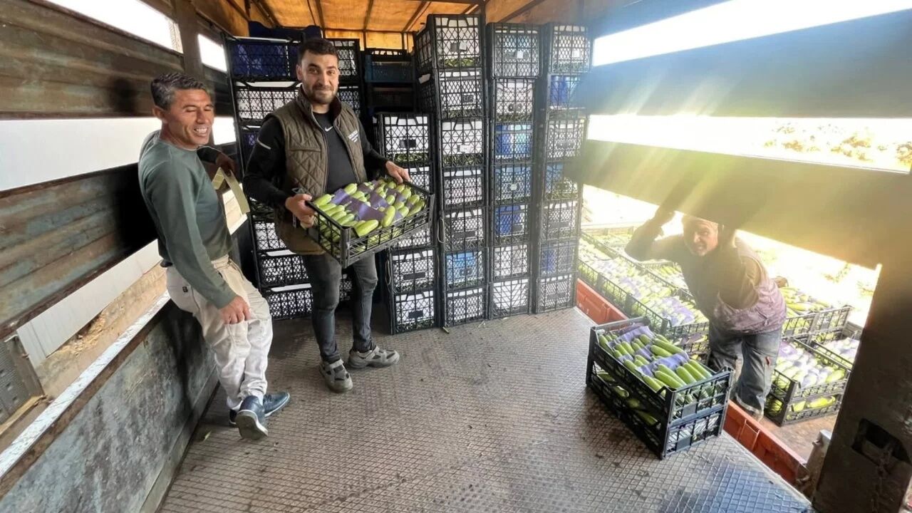 BURSA'DA YAZIN İLK HASADI BAŞLADI