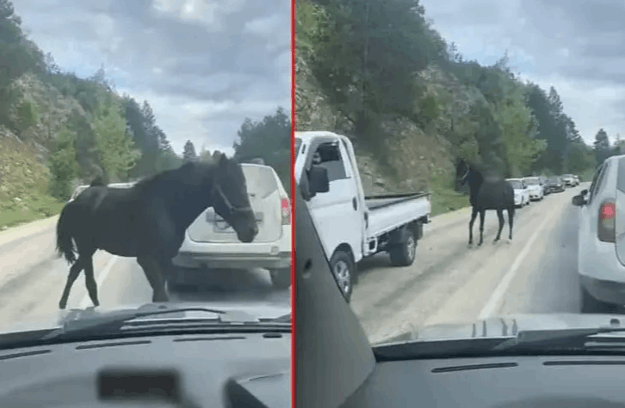 TRAFİKTE BAŞIBOŞ AT TEHLİKESİ!