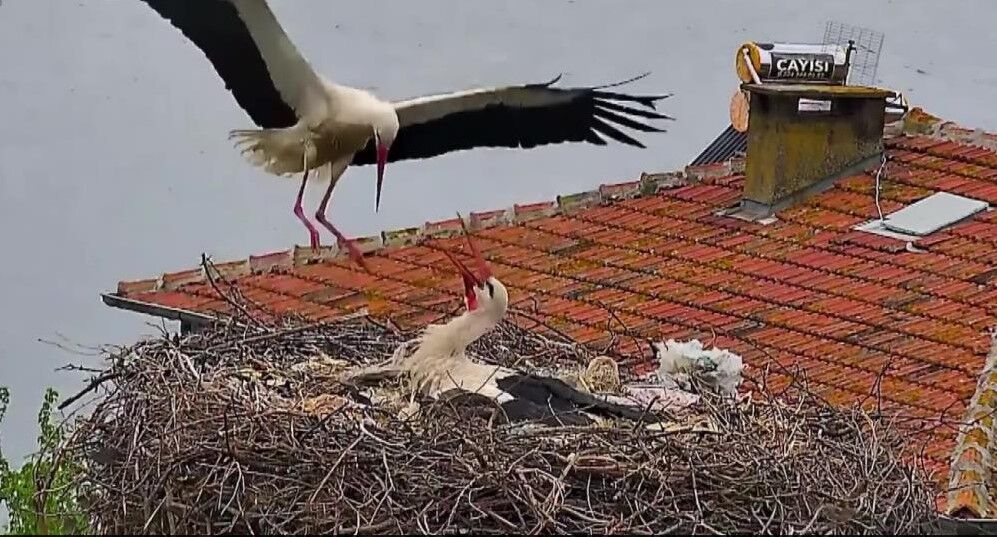 YAREN'İN YUVASINDA BÜYÜK SEVİNÇ!