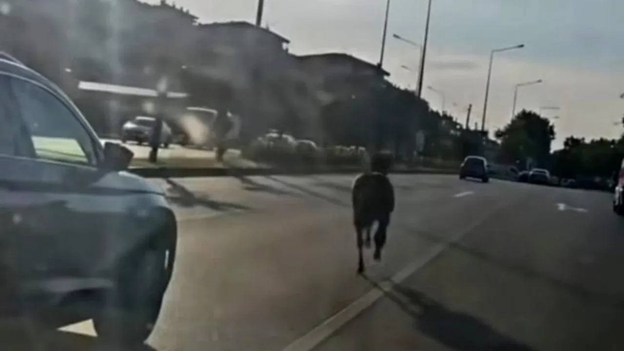 BURSA'DA TRAFİĞİ DURDURAN GÖRÜNTÜ