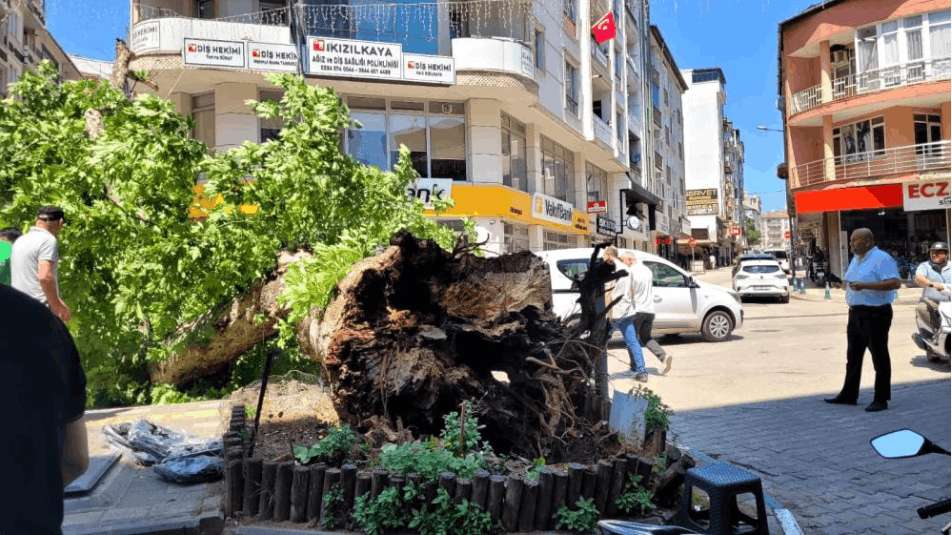 ASIRLIK ÇINAR YOLA DEVRİLDİ!