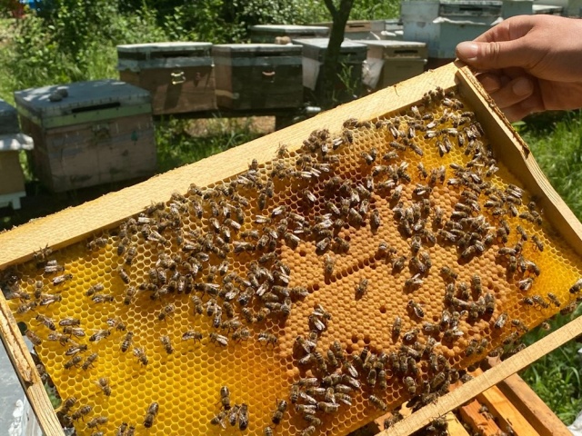 Arı üreticileri için yeni tehlike! Katil gal arısı